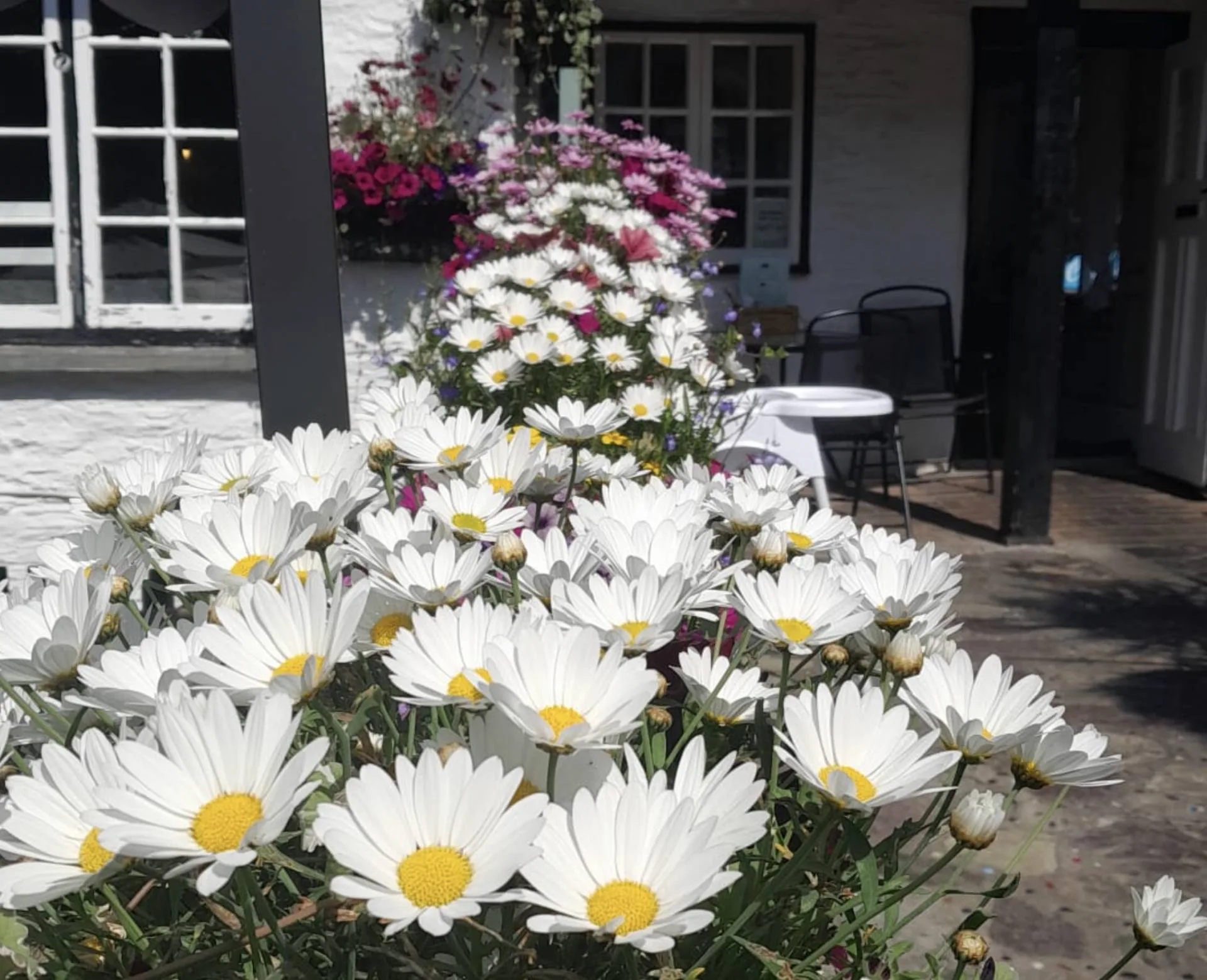 White daisies flowering beside The Plantation Tearooms
